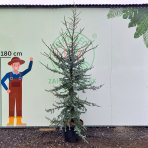 Céder atlantský (Cedrus atlantica) ´GLAUCA´ - výška 240-270 cm, kont. C55L